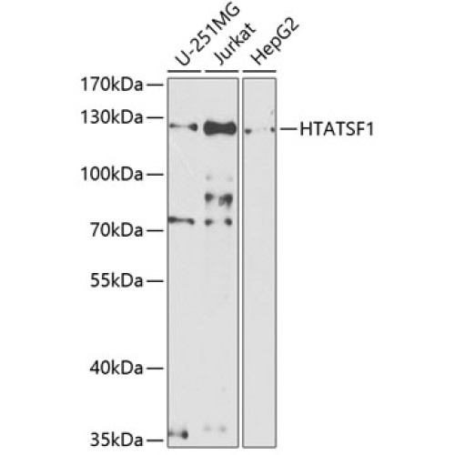HTATSF1 Rabbit pAb