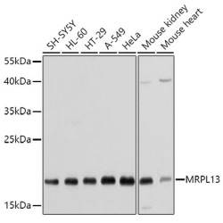 MRPL13 Rabbit pAb