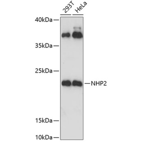 NHP2 Rabbit pAb