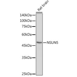 NSUN5 Rabbit pAb