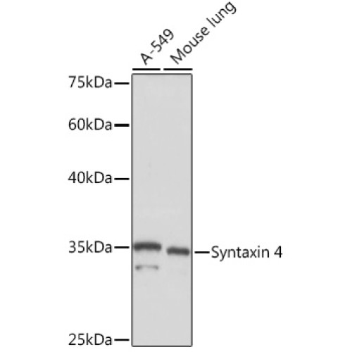 Syntaxin 4 Rabbit mAb