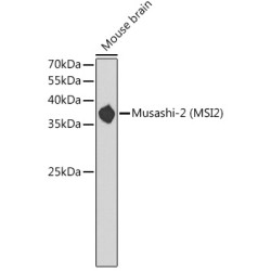 Musashi-2 (MSI2) Rabbit pAb