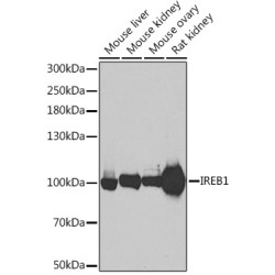 Aconitase 1 (ACO1) Rabbit pAb