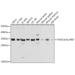 THOC4/ALYREF Rabbit pAb