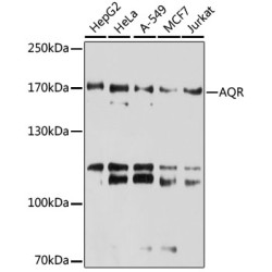AQR Rabbit pAb