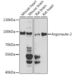 Argonaute-2 Rabbit pAb
