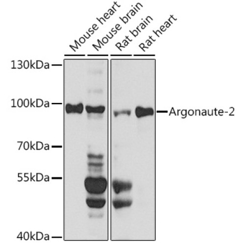 Argonaute-2 Rabbit pAb