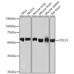 CDC23 Rabbit mAb