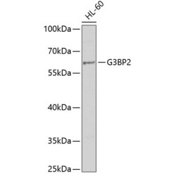 G3BP2 Rabbit pAb