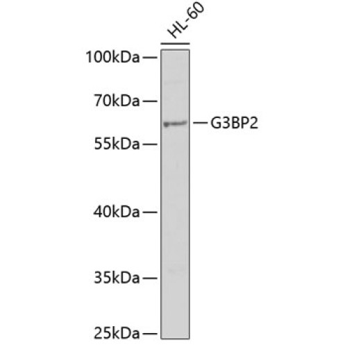 G3BP2 Rabbit pAb