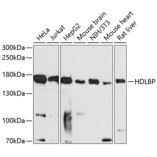 HDLBP Rabbit pAb