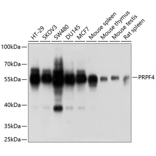 PRPF4 Rabbit pAb
