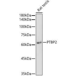 PTBP2 Rabbit pAb