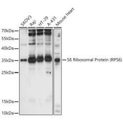 S6 Ribosomal Protein (RPS6) Rabbit pAb