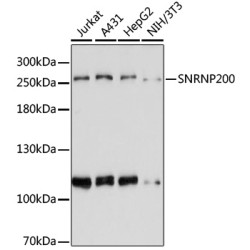 SNRNP200 Rabbit pAb