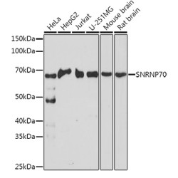 SNRNP70 Rabbit pAb