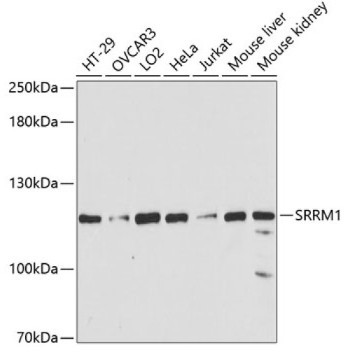 SRRM1 Rabbit pAb