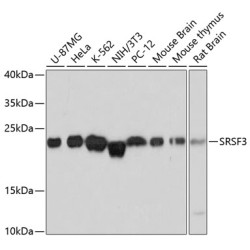SRSF3 Rabbit pAb
