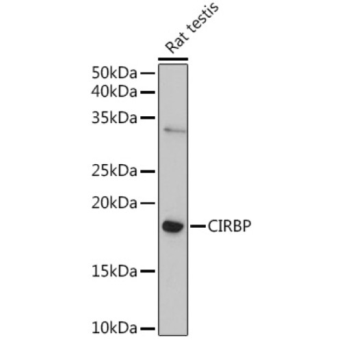 CIRBP Rabbit pAb