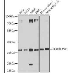[KO Validated] HuR/ELAVL1 Rabbit pAb