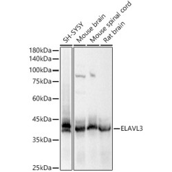 ELAVL3 Rabbit pAb