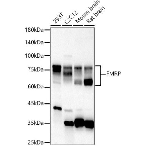 FMRP Rabbit pAb