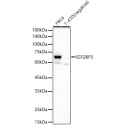 IGF2BP3 Rabbit pAb