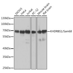 KHDRBS1/Sam68 Rabbit pAb