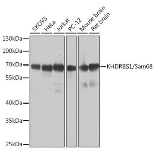 KHDRBS1/Sam68 Rabbit pAb