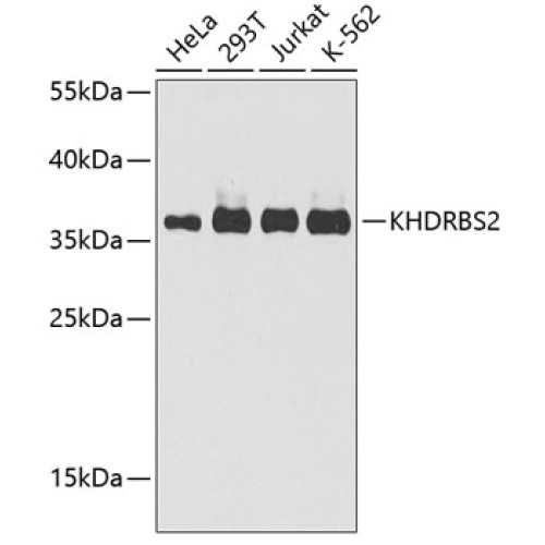 KHDRBS2 Rabbit pAb