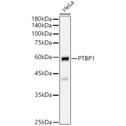 PTBP1 Rabbit pAb