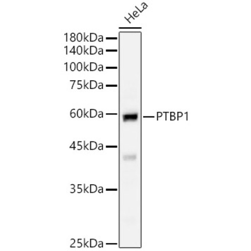 PTBP1 Rabbit pAb