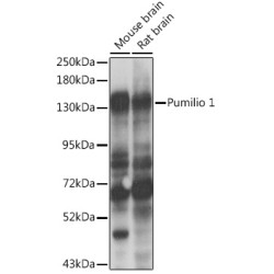 Pumilio 1 Rabbit pAb