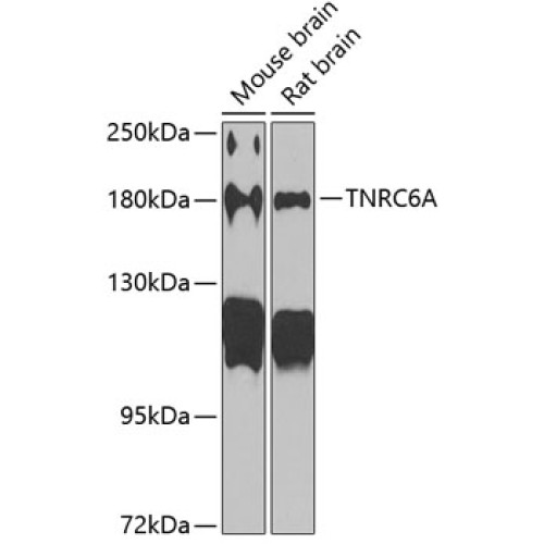 TNRC6A Rabbit pAb
