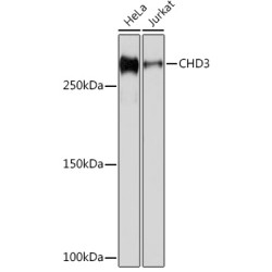 CHD3 Rabbit mAb
