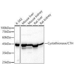 Cystathionase/CTH Rabbit pAb