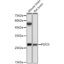 FGF23 Rabbit pAb