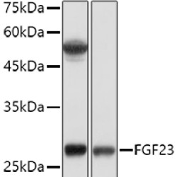 FGF23 Rabbit pAb