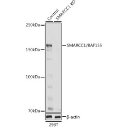 [KO Validated] SMARCC1/BAF155 Rabbit pAb
