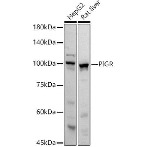 PIGR Rabbit pAb