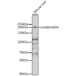 ErbB4/HER4 Rabbit pAb