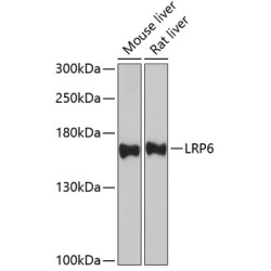 LRP6 Rabbit pAb