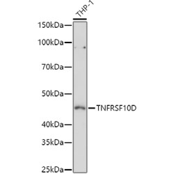 TNFRSF10D Rabbit pAb