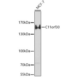 C11orf30 Rabbit pAb