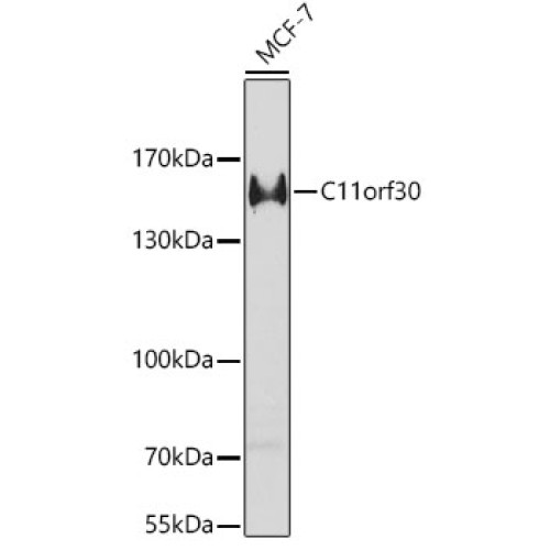 C11orf30 Rabbit pAb