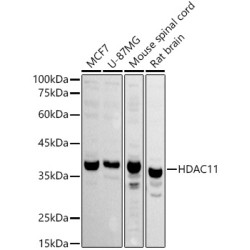 HDAC11 Rabbit pAb