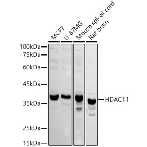 HDAC11 Rabbit pAb