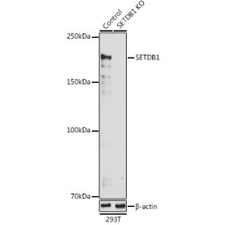 [KO Validated] SETDB1 Rabbit pAb