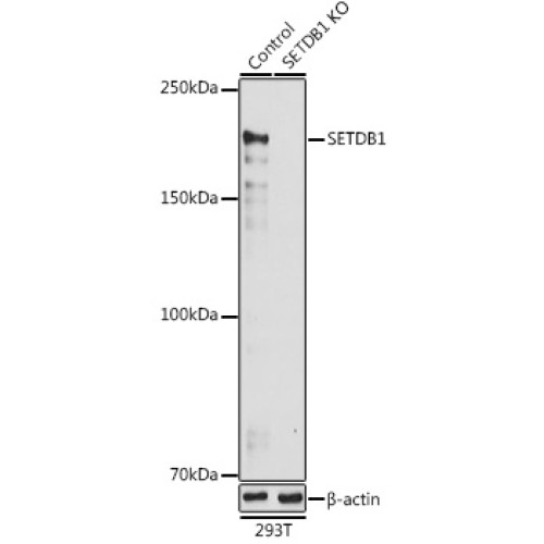 [KO Validated] SETDB1 Rabbit pAb