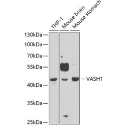 VASH1 Rabbit pAb